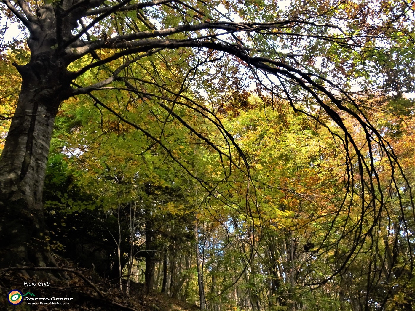 23 Sentiero adornato dai faggi colorati d'autunno.JPG